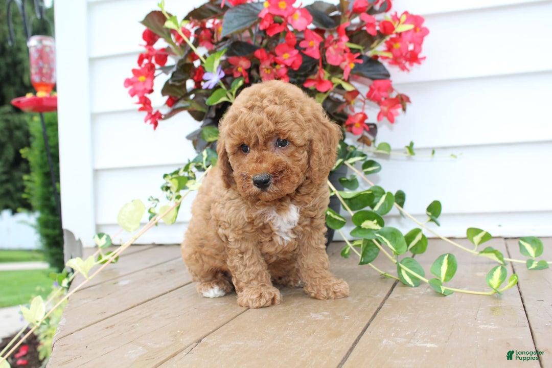 Mini Goldendoodle dogs for sale: Karson - Image 3