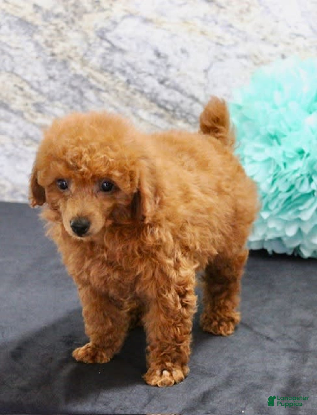 Miniature Poodle dogs for sale: Proctor - Image 8