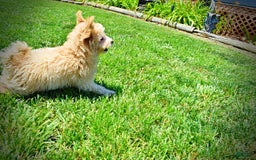 Havapoo dogs for sale: Wags - Image 19