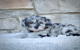 Mini Goldendoodle dogs for sale: Ms. Mia - Image 1
