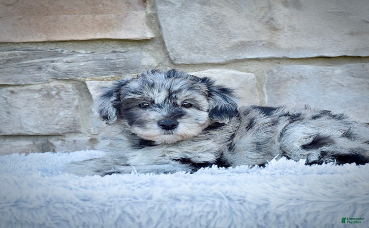 Mini Goldendoodle dogs for sale - Ad 5