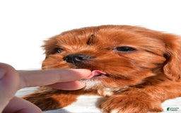 Cavapoo dogs for sale: Charlie - Image 6