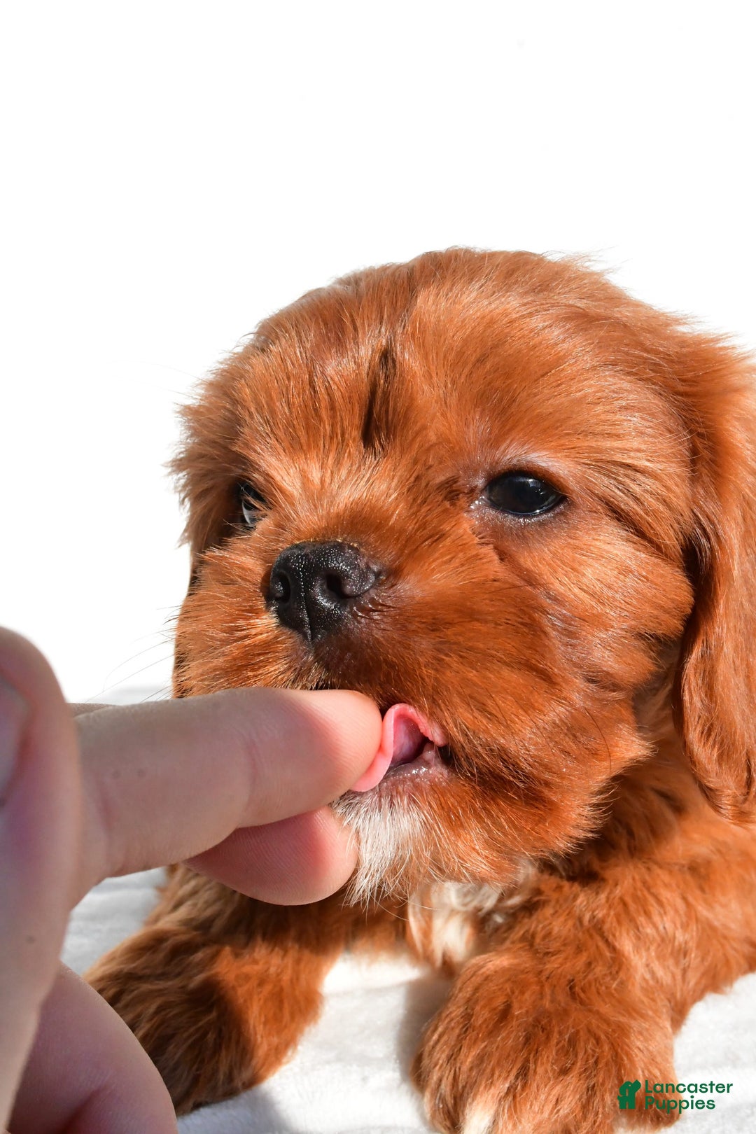 Cavapoo dogs for sale: Charlie - Image 6