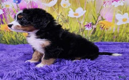 Mini Bernedoodle dogs for sale: Lewie - Image 2