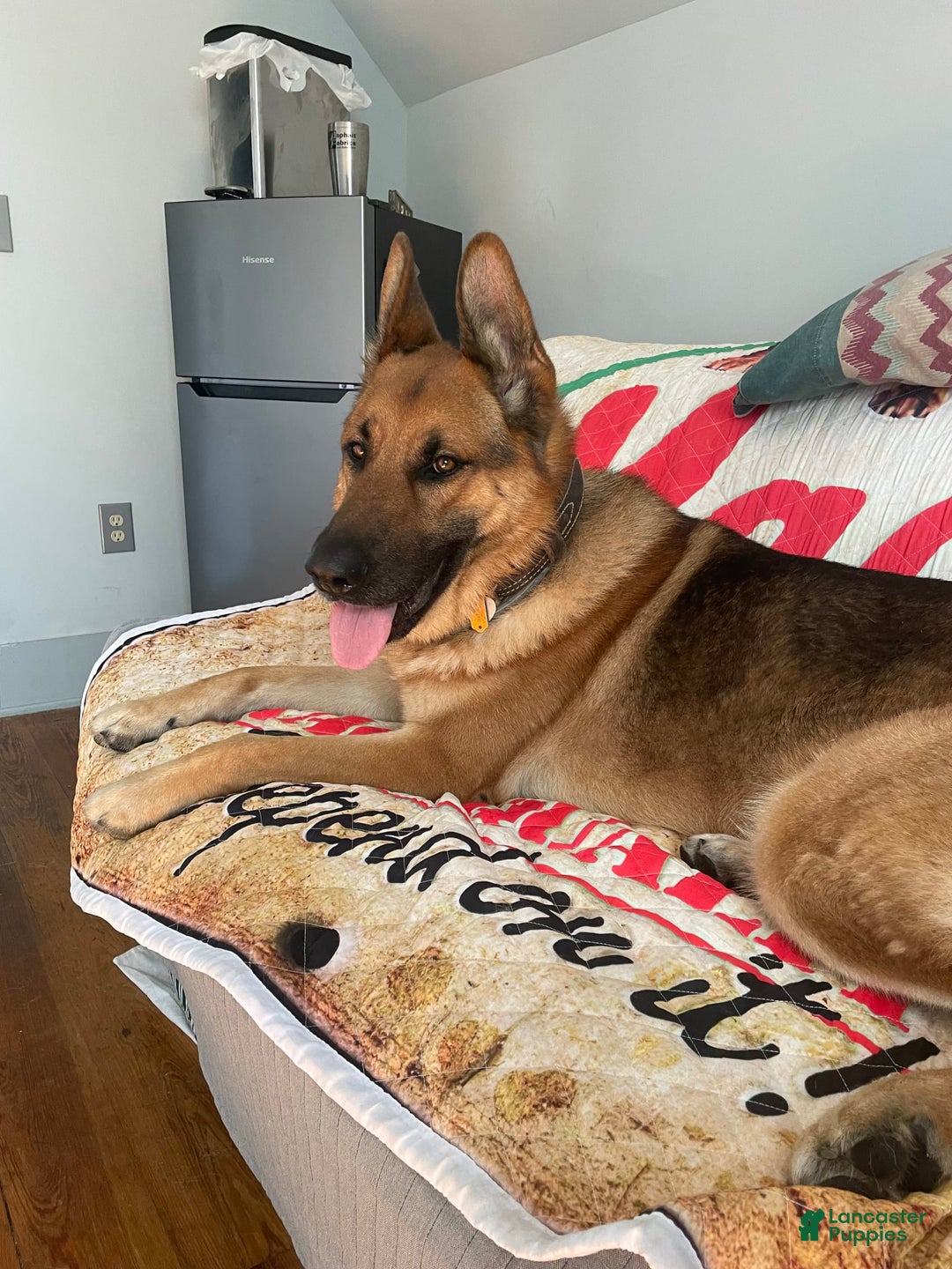 German Shepherd dogs for stud: Riley - Image 1