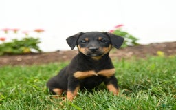Jack Russell Terrier dogs for sale: Klifford - Image 3