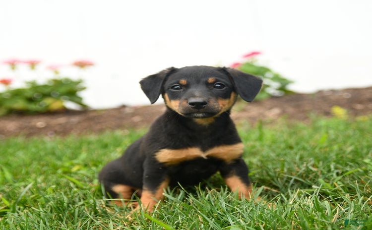 Jack Russell Terrier dogs for sale - Ad 3