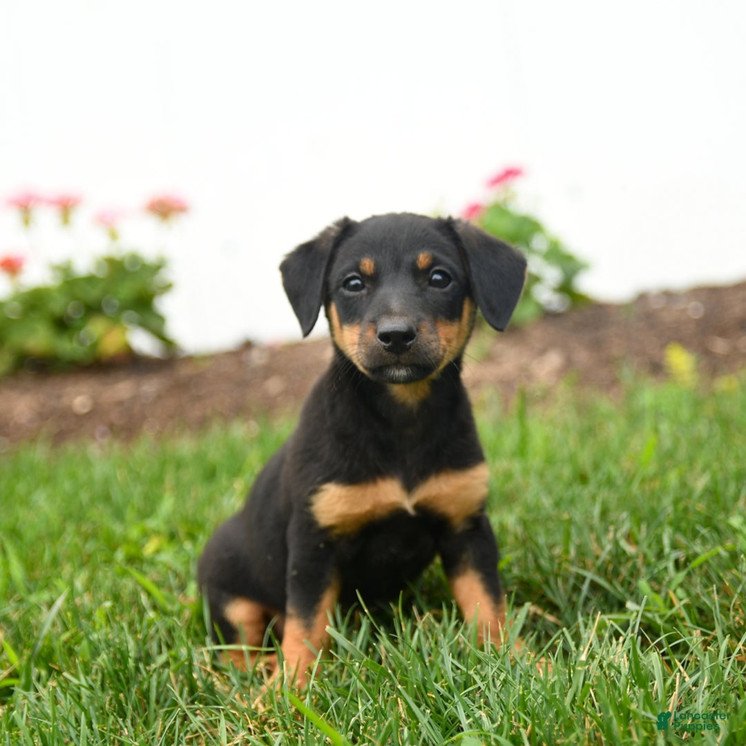 Jack Russell Terrier dogs for sale: Klifford - Image 3