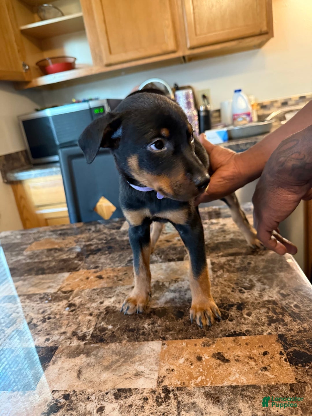 Rottweiler dogs for sale: Lilac - Image 1