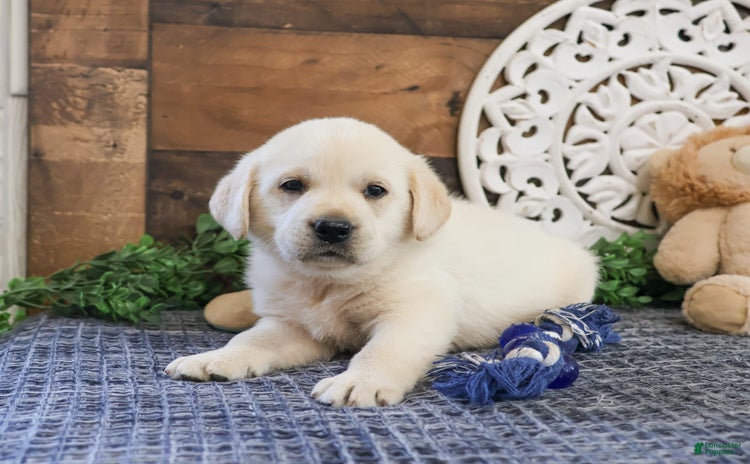 Labrador Retriever dogs for sale - Ad 5