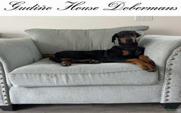Doberman Pinscher dogs for sale: Yellow Collar Female - Image 6