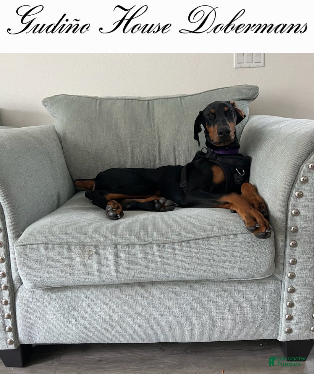 Doberman Pinscher dogs for sale: Yellow Collar Female - Image 6