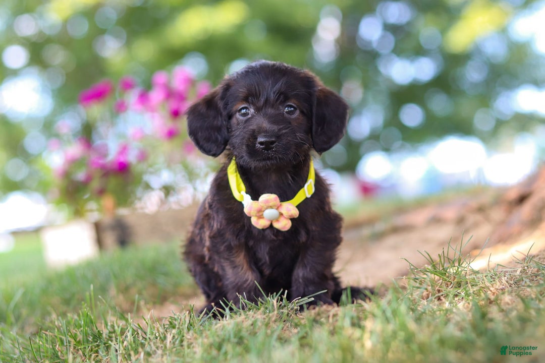 Miniature Dachshund dogs for sale: Frappuccino - Image 7