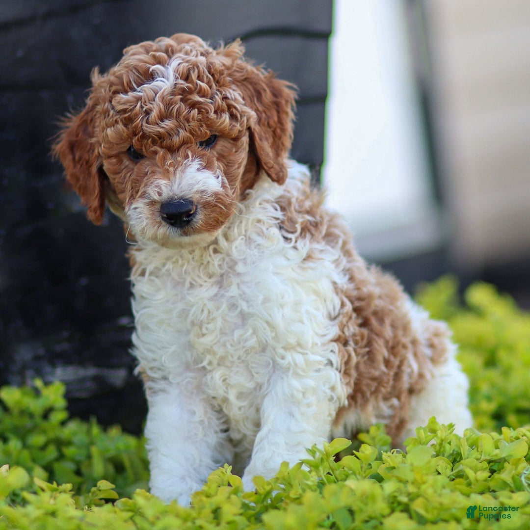 Standard Poodle dogs for sale: Rascal - Image 5