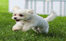 Maltese dogs for sale: Reign - Image 8
