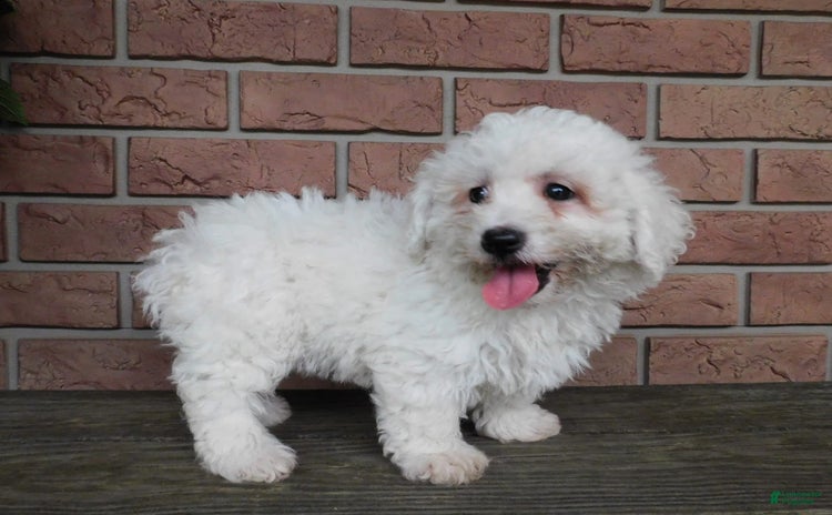 Bichon Frise dogs - Advert 29