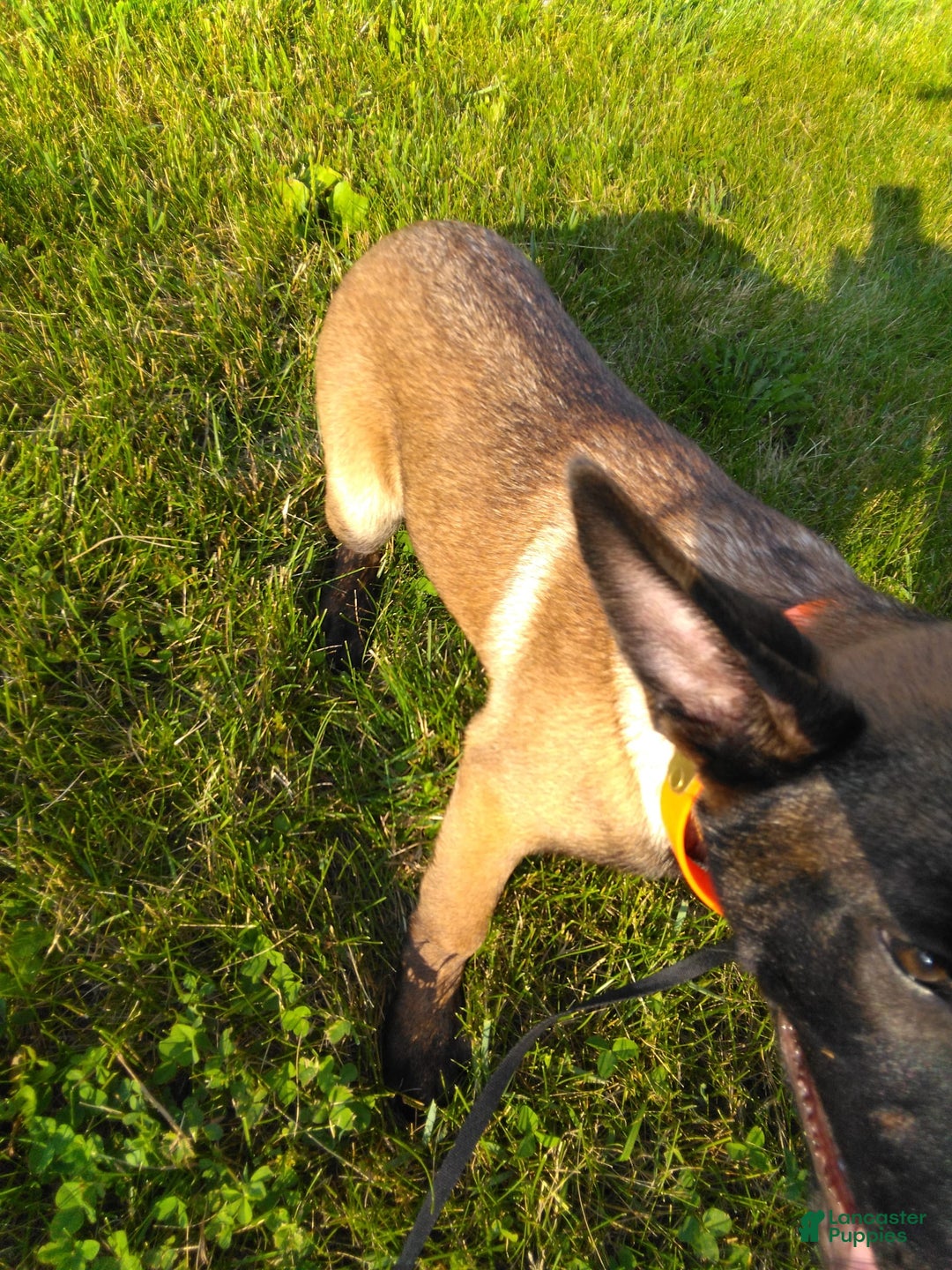 Belgian Malinois dogs for sale: Sierra - Image 2