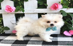 Pomeranian dogs for sale: Teddy - Image 8