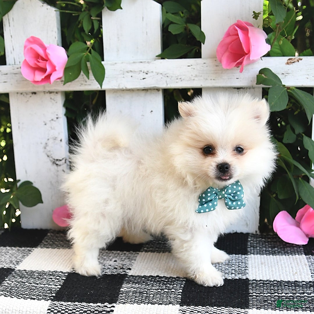 Pomeranian dogs for sale: Teddy - Image 8