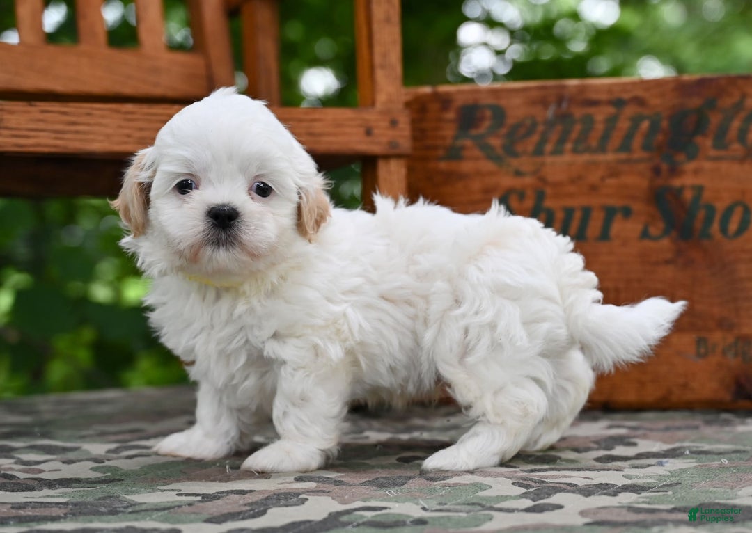 Shih Tzu dogs for sale: Oliver - Image 4