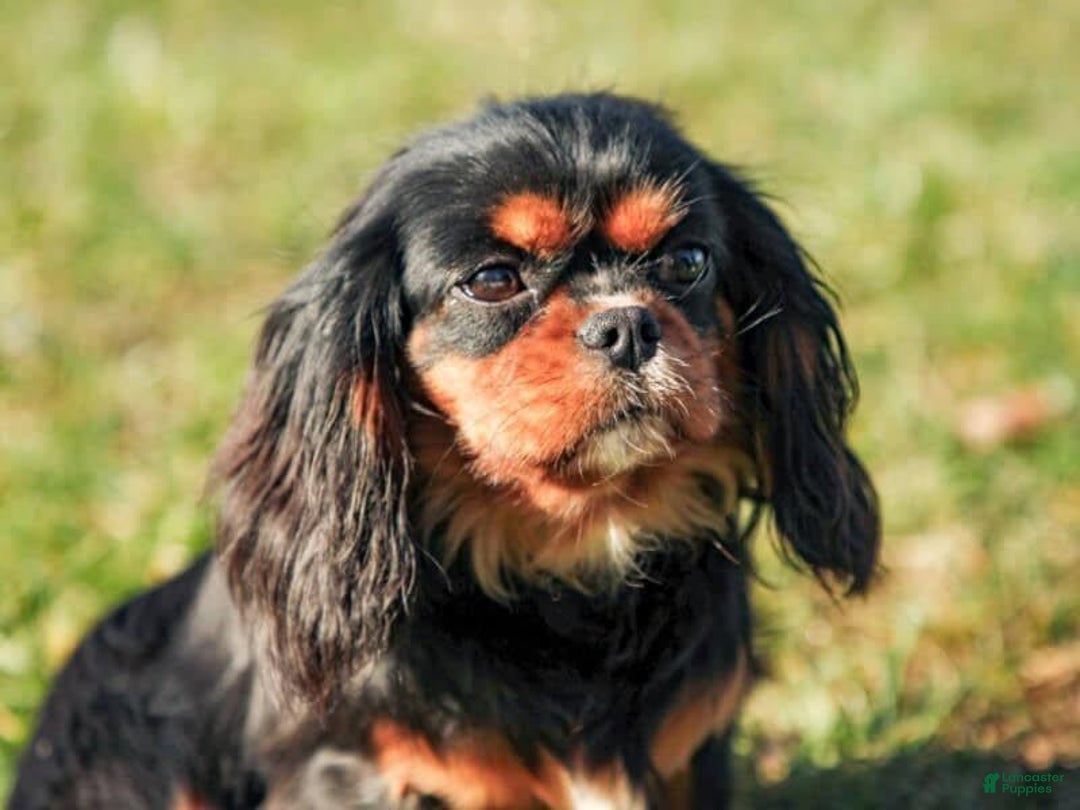 Cavapoo dogs for sale: Brittany - Image 5