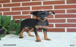 Miniature Pinscher dogs for sale: Jade - Image 2