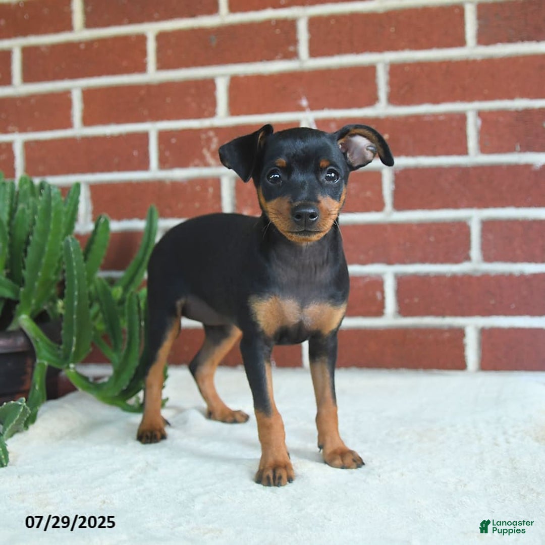 Miniature Pinscher dogs for sale: Jade - Image 2