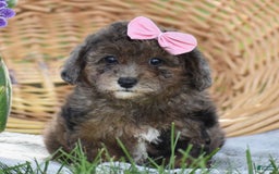 Yorkiepoo dogs for sale: Petunia - Image 6