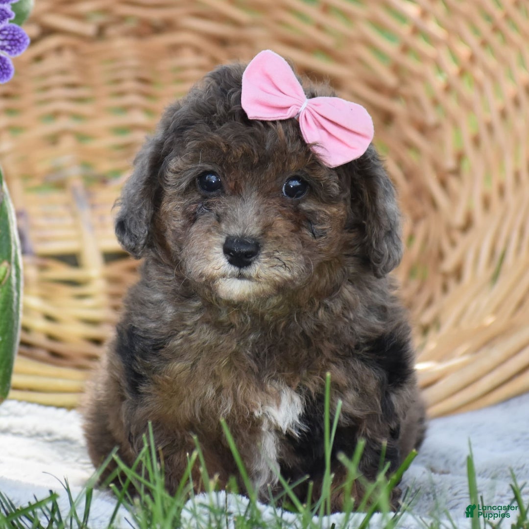 Yorkiepoo dogs for sale: Petunia - Image 6