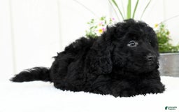 Mini Goldendoodle dogs for sale: Harry - Image 7