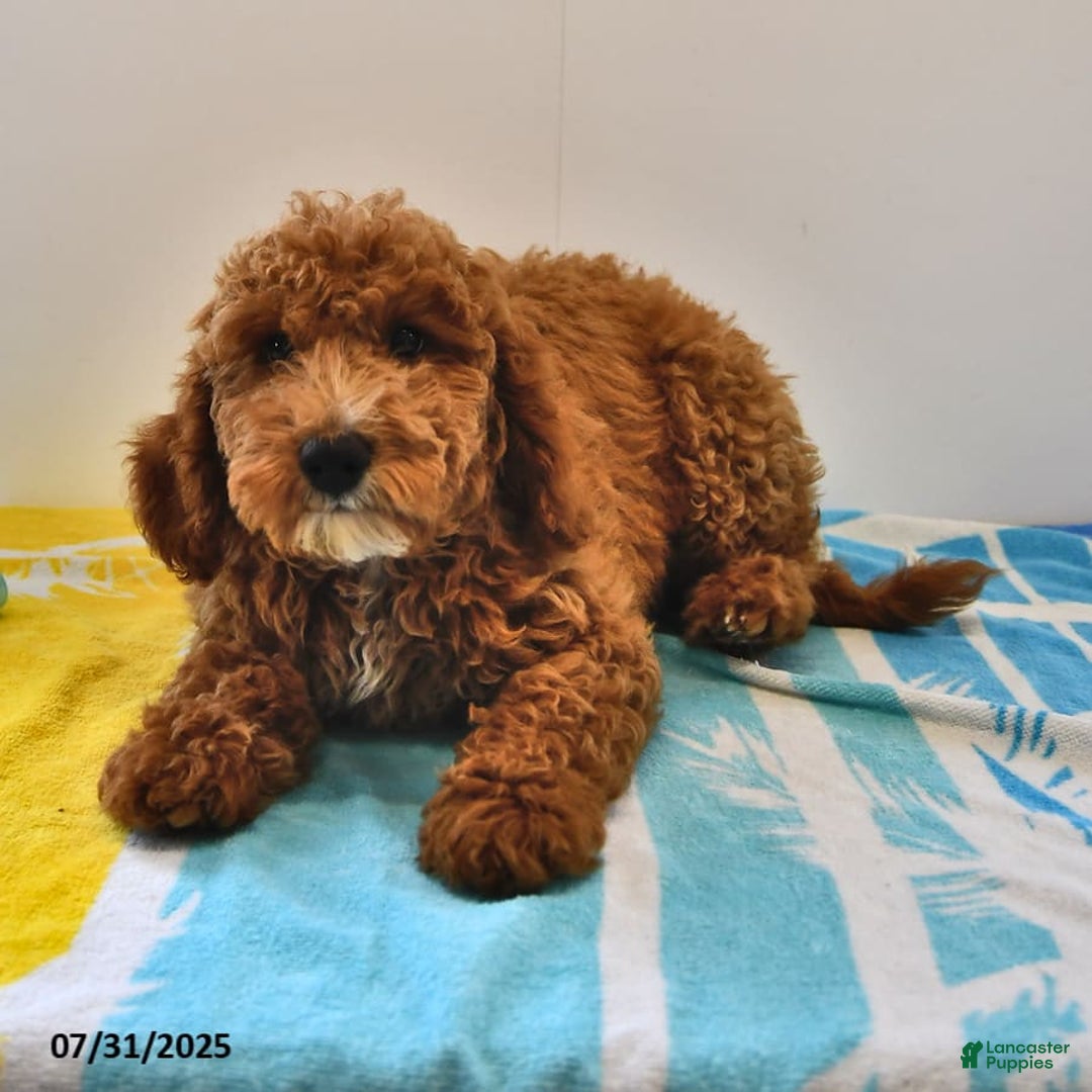Mini Goldendoodle dogs for sale: Dakota - Image 4