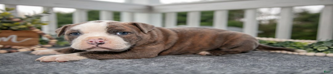 Cane