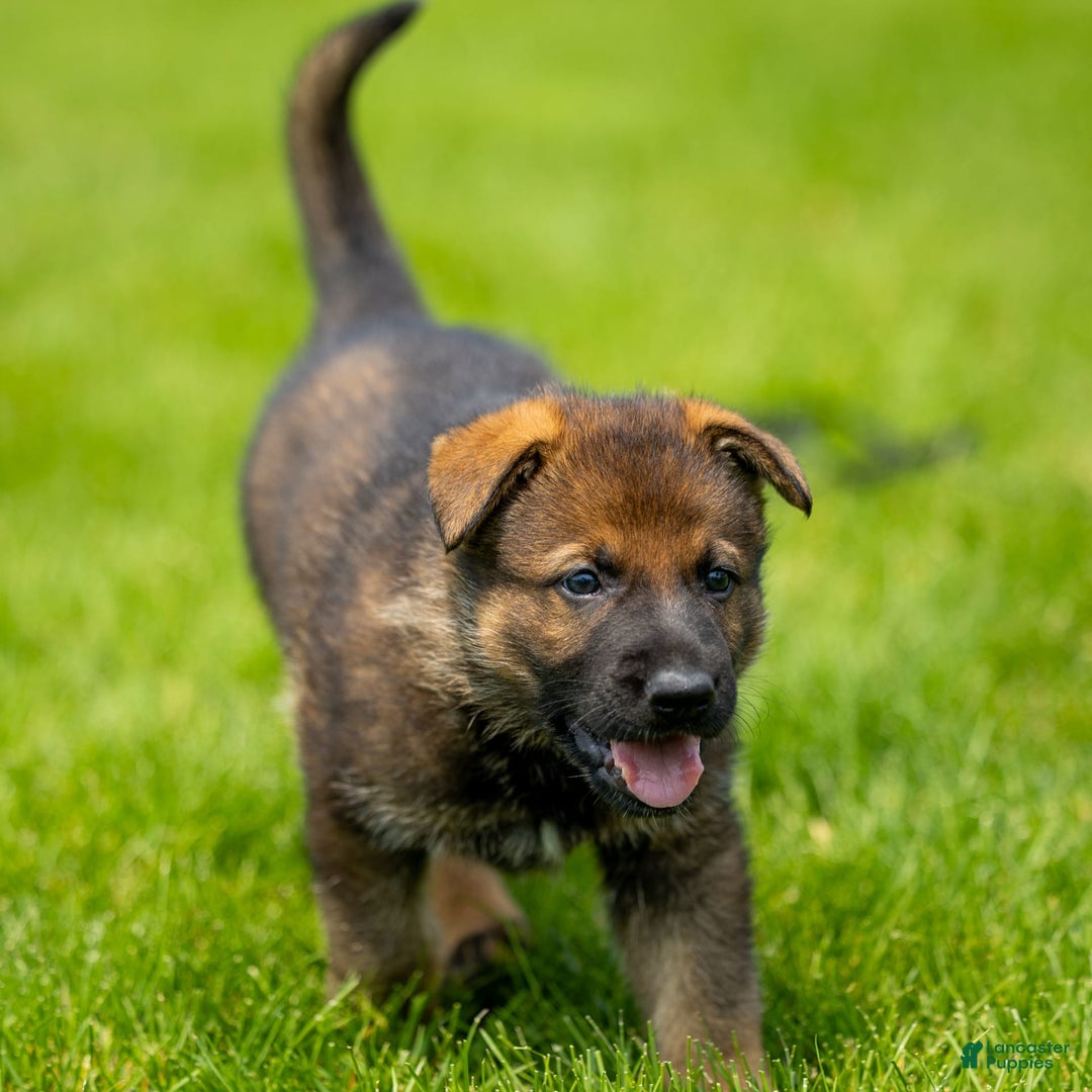 German Shepherd dogs for sale: Freya - Image 14