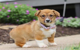 Welsh Corgi Pembroke dogs for sale: Daisy - Image 13