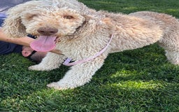 Goldendoodle dogs for sale: Sue - Image 10
