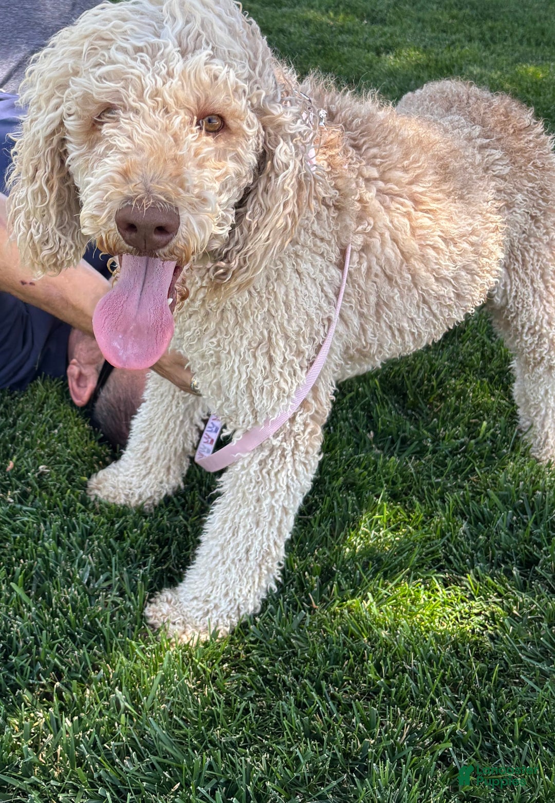 Goldendoodle dogs for sale: Sue - Image 10