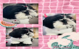 Shih Tzu dogs for sale: Sugar - Image 1