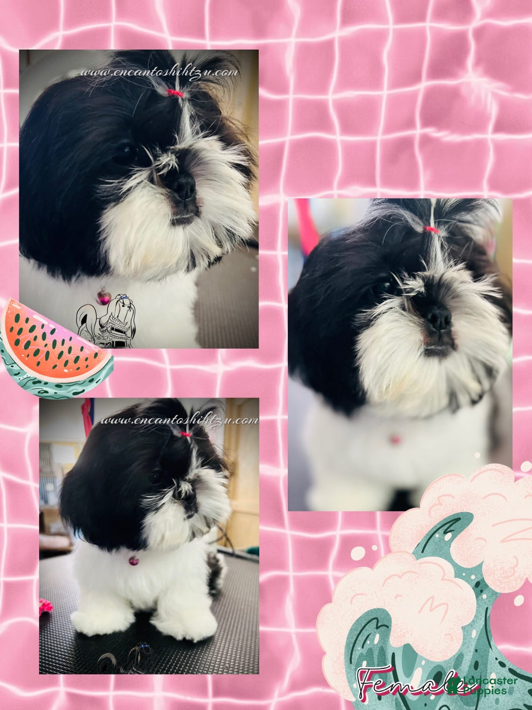 Shih Tzu dogs for sale: Sugar - Image 1