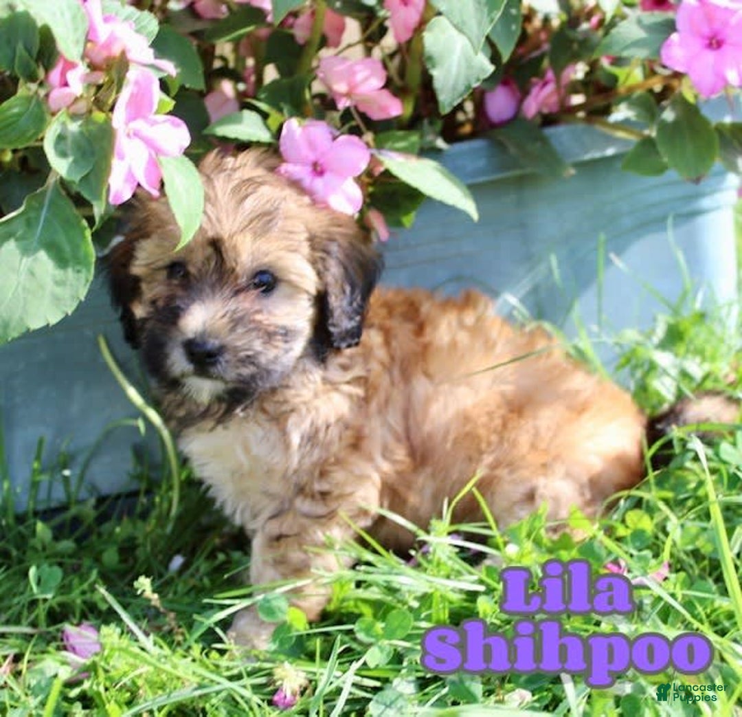 Shihpoo dogs for sale: Lila - Image 4