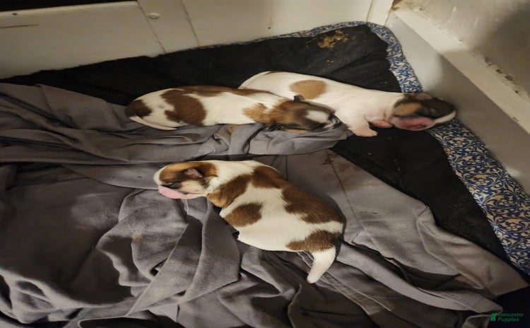 Shih Tzu dogs for sale - Ad 1
