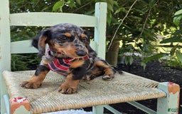 Miniature Dachshund dogs for sale: Andrew - Image 15