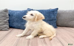 Mini Goldendoodle dogs for sale: Baxter - Image 3