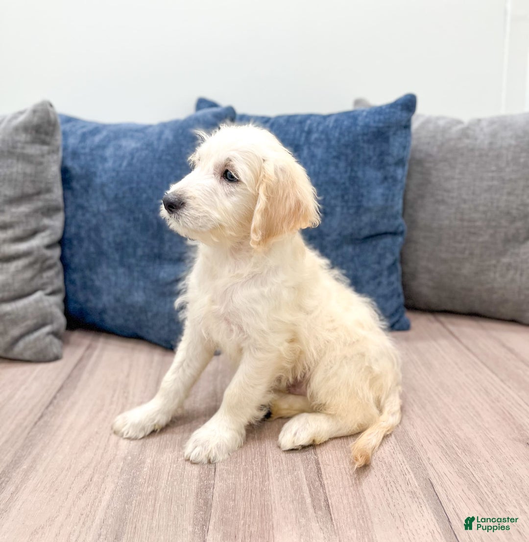 Mini Goldendoodle dogs for sale: Baxter - Image 3