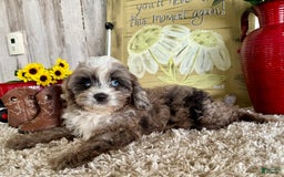 Cavapoo dogs for sale: Fable - Image 5