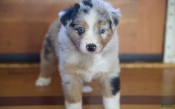 Australian Shepherd dogs for sale: Kiwi - Image 14