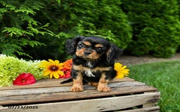Cavalier King Charles Spaniel dogs for sale: Maddie - Image 3