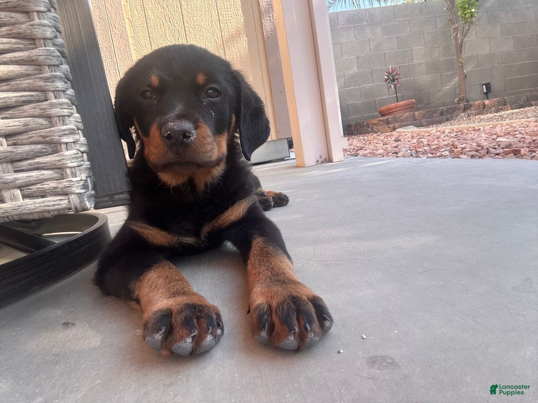 Rottweiler dogs for sale: Lylah - Image 1