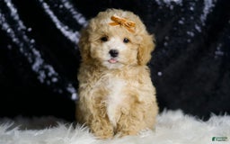 Maltipoo dogs for sale: Hazel - Image 2