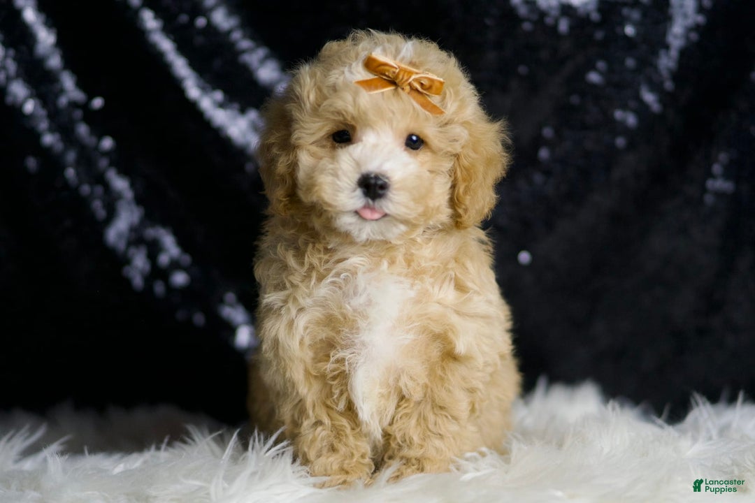 Maltipoo dogs for sale: Hazel - Image 2