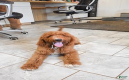 Goldendoodle dogs for sale: Oakley - Image 2